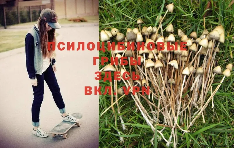 наркотики  Усть-Лабинск  Псилоцибиновые грибы Magic Shrooms 